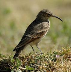 Slender-Billed Miner photo 3