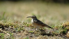 Slender-Billed Miner photo 4