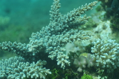 Acropora florida