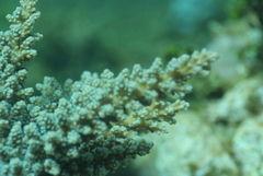Acropora florida