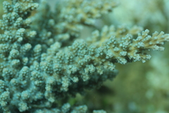 Acropora florida