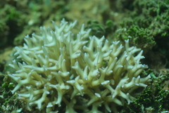 Seriatopora hystrix