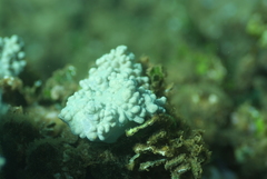 Cladiella