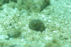 Turbo petholatus