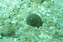 Turbo petholatus
