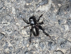 Stenopelmatus minor