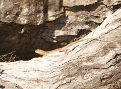 Ctenophorus modestus