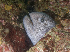 Anarrhichthys ocellatus