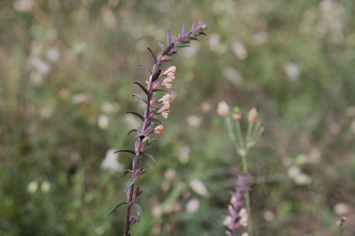 Image of Odontites jaubertianus by (c) Quinten Wiegersma, some rights reserved (CC BY)