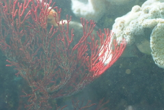Melithaea ochracea