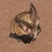 Townsend's Big-eared Bat - Photo (c) adriscoll, some rights reserved (CC BY-NC), uploaded by adriscoll