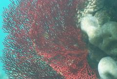 Melithaea ochracea