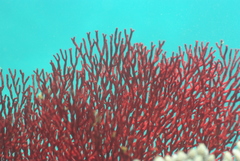 Melithaea ochracea