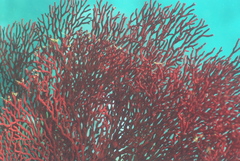 Melithaea ochracea