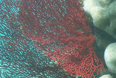 Melithaea ochracea