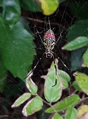 Trichonephila clavata