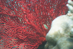 Melithaea ochracea