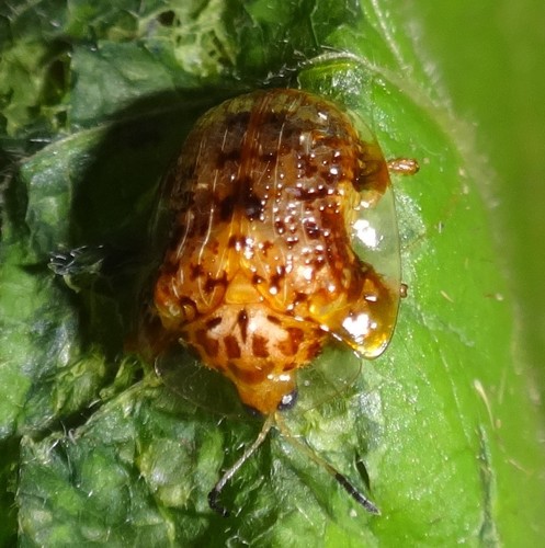 Photo 92753896, (c) Mati Aristeguieta P., 일부 권리 보유 (CC BY), uploaded by Mati Aristeguieta P. · iNaturalist