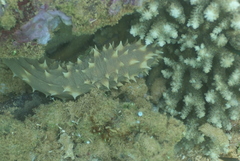 Holothuria hilla