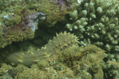 Holothuria hilla