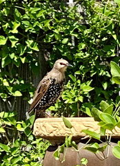 Sturnus vulgaris