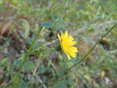 Picris hieracioides hieracioides