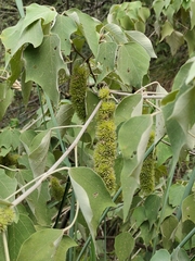 Mallotus apelta