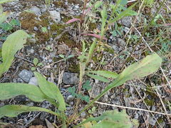 Picris hieracioides hieracioides
