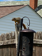 Sciurus niger