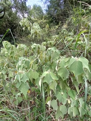 Mallotus apelta