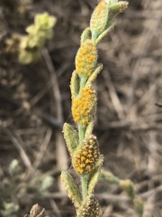 Puccinia cressae