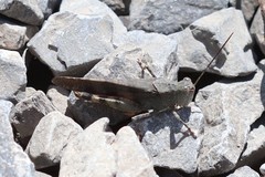 Spharagemon saxatile