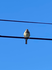 Passer domesticus