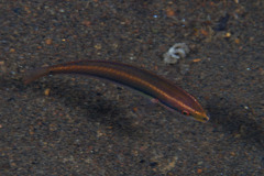 Stethojulis interrupta
