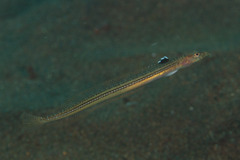 Trichonotus elegans
