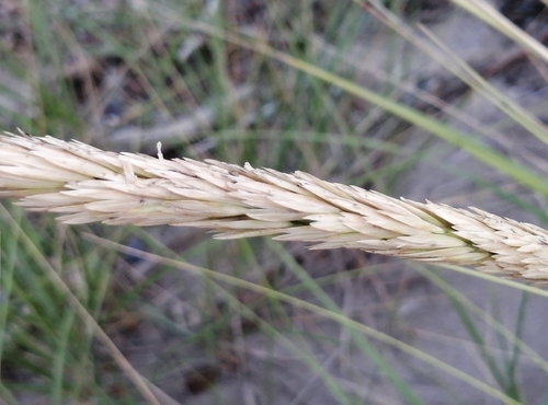 Ammophila breviligulata iNat (2)