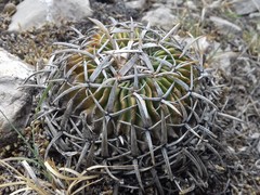 Echinofossulocactus crispatus
