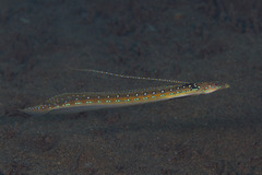 Trichonotus elegans