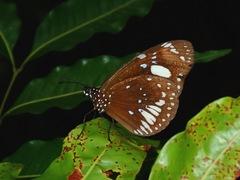 Euploea lewinii