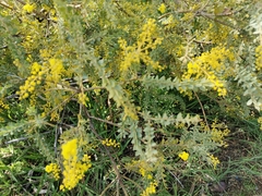 Acacia vestita