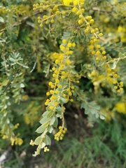 Acacia vestita