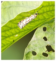 Utetheisa pulchelloides vaga