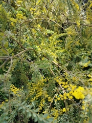 Acacia vestita