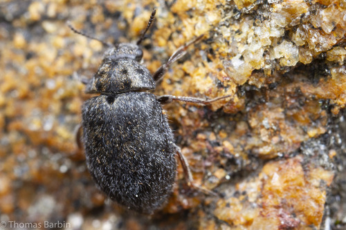 Hoary Pill Beetle