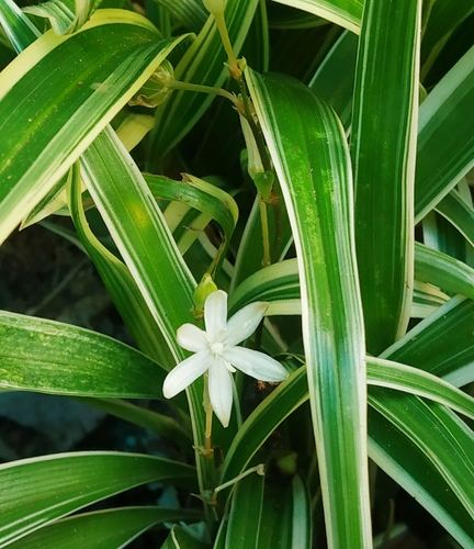 Chlorophytum laxum R.Br.
