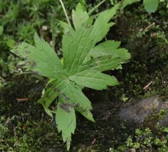 Anemonastrum canadense