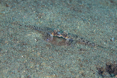 Wongat Dragonet photo 3