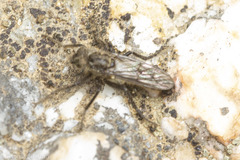 Lasiopogon