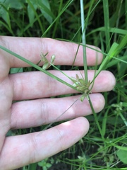 Cyperus bipartitus