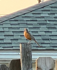 Turdus migratorius
